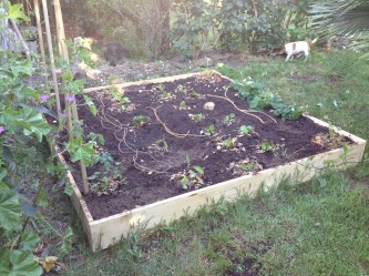 Le jardin de Colette