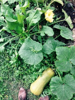 fullsizerender-copie